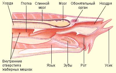 Анатомия и морфология миксин.