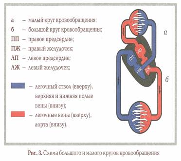Анатомо-физиологические основы сердечно-сосудистой системы человека.