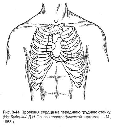Анатомо-физиологические основы сердечно-сосудистой системы человека.