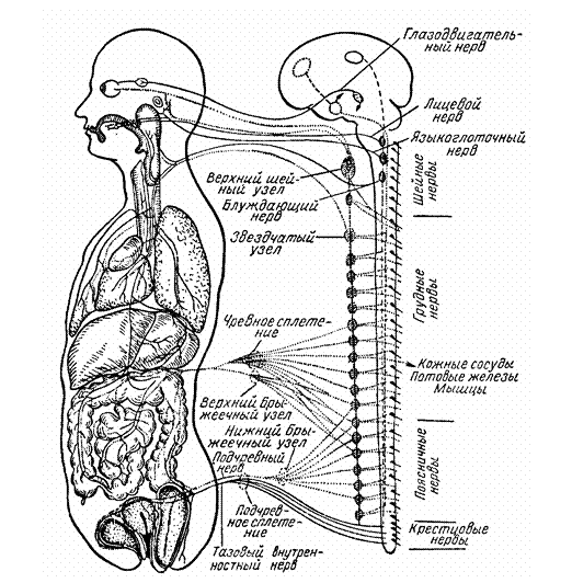 Автономная (вегетативная) нервная система
