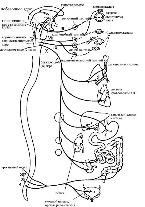 Автономная (вегетативная) нервная система