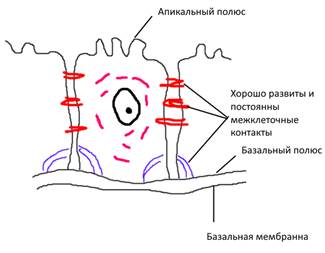 Эпителиальные ткани (эпителии)