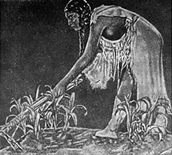 История и происхождение кукурузы. польза кукурузы