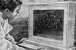 Как человек приручил медоносную пчелу