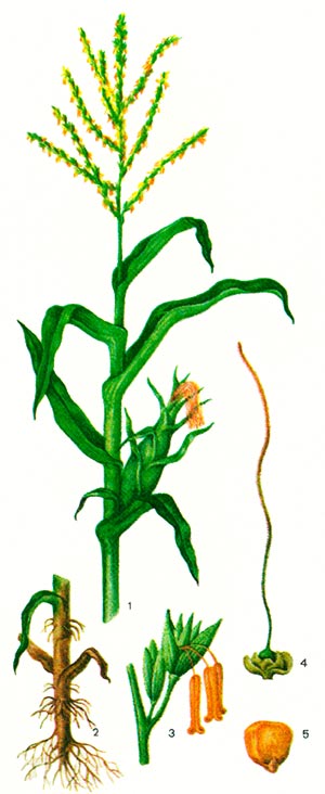 Как и где растет кукуруза