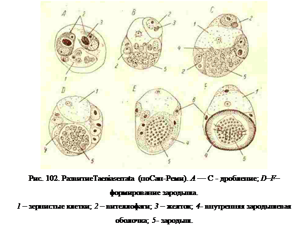 Ленточные черви (cestodes)