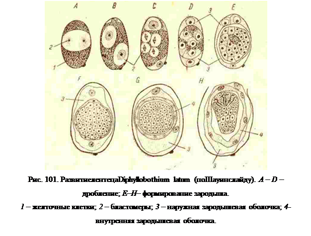 Ленточные черви (cestodes)