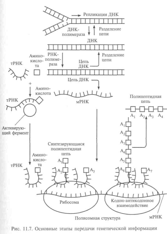 Молекулярные механизмы генетической репродукции, синтеза белка и изменчивости