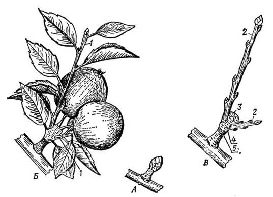 Морфологическая характеристика плодовых и ягодных растений