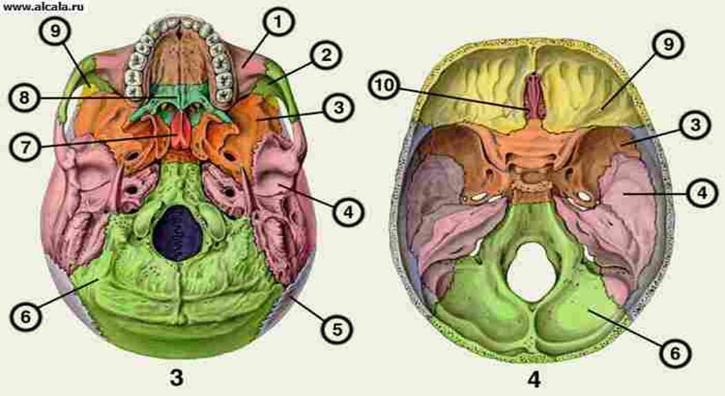 Основание мозгового черепа