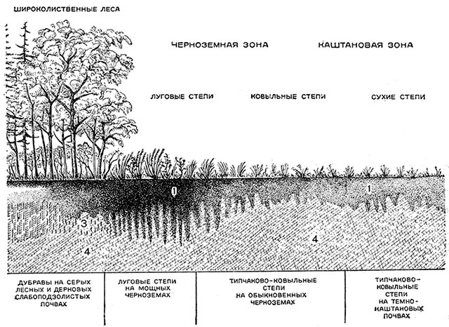 Почва и ее образование