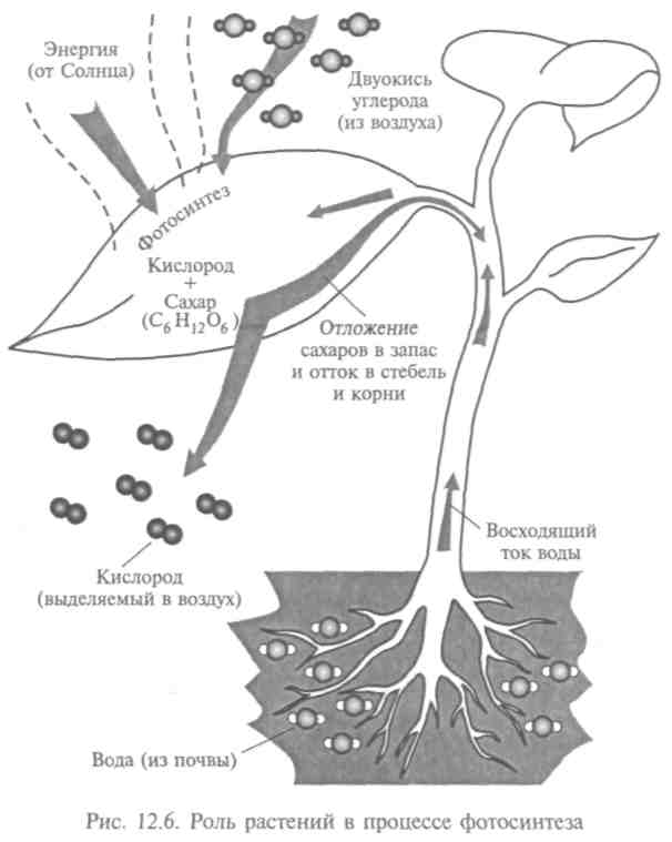 Процессы фотосинтеза и клеточного дыхания