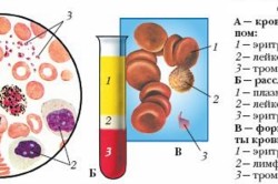 Сосуды кровеносной системы (большой круг)