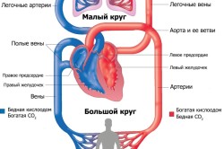 Сосуды кровеносной системы (большой круг)