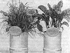 Стимуляторы и гербициды для растений
