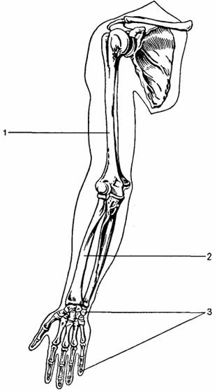 Строение костей свободной верхней конечности
