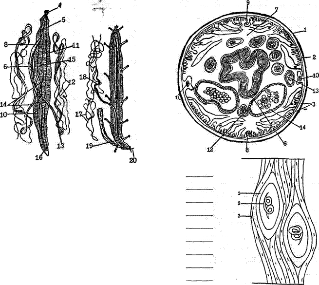 Тема 5. особенности строения и жизнедеятельности многоклеточного организма по сравнению с одноклеточным