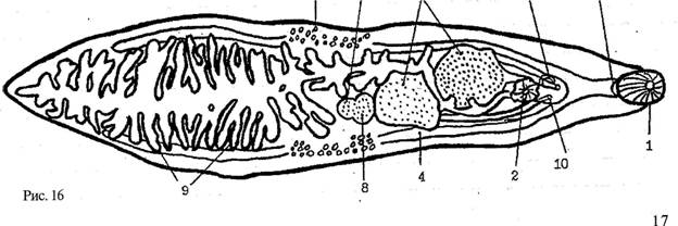 Тема 5. особенности строения и жизнедеятельности многоклеточного организма по сравнению с одноклеточным