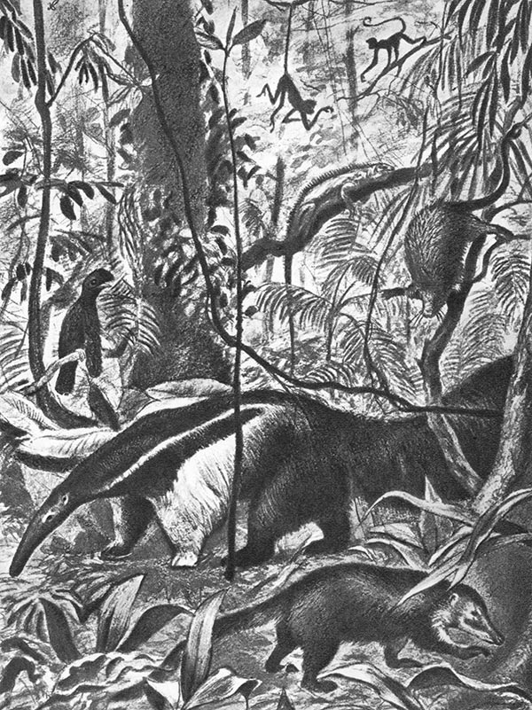 Тропические млекопитающие