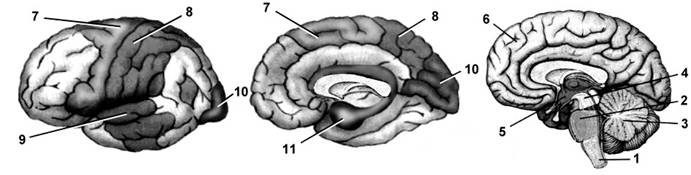 Задание 5. «строение и функции головного мозга»