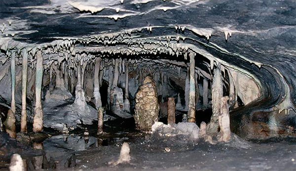 Животные пещер и подземных вод