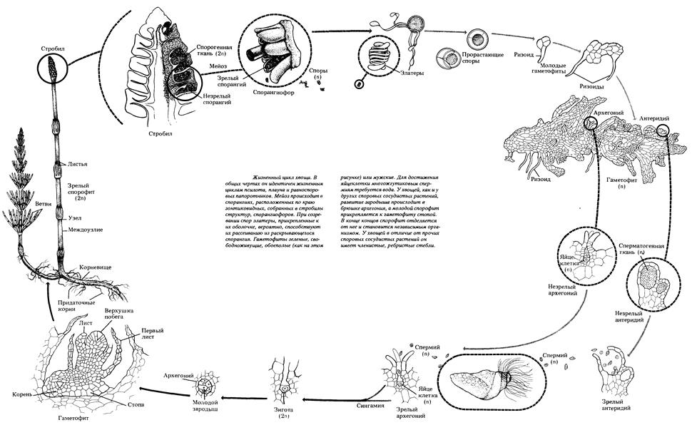 Жизненный цикл развития зелёной водоросли хара