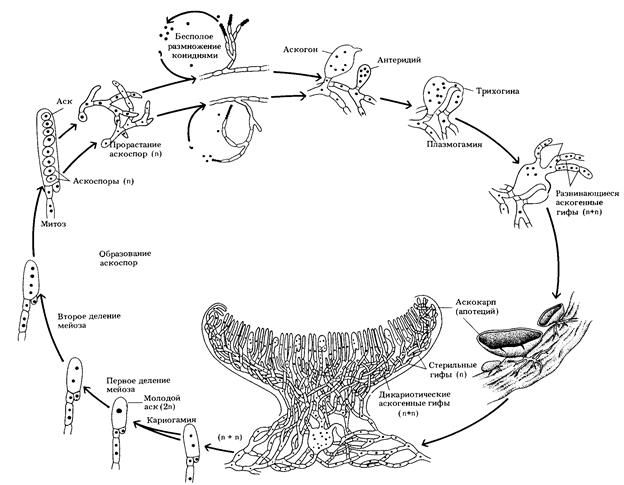 Жизненный цикл развития зелёной водоросли хара