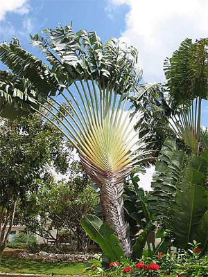 Зона тропической растительности