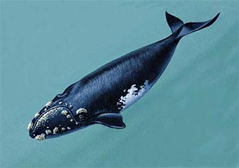 Зубатые киты-кашалоты